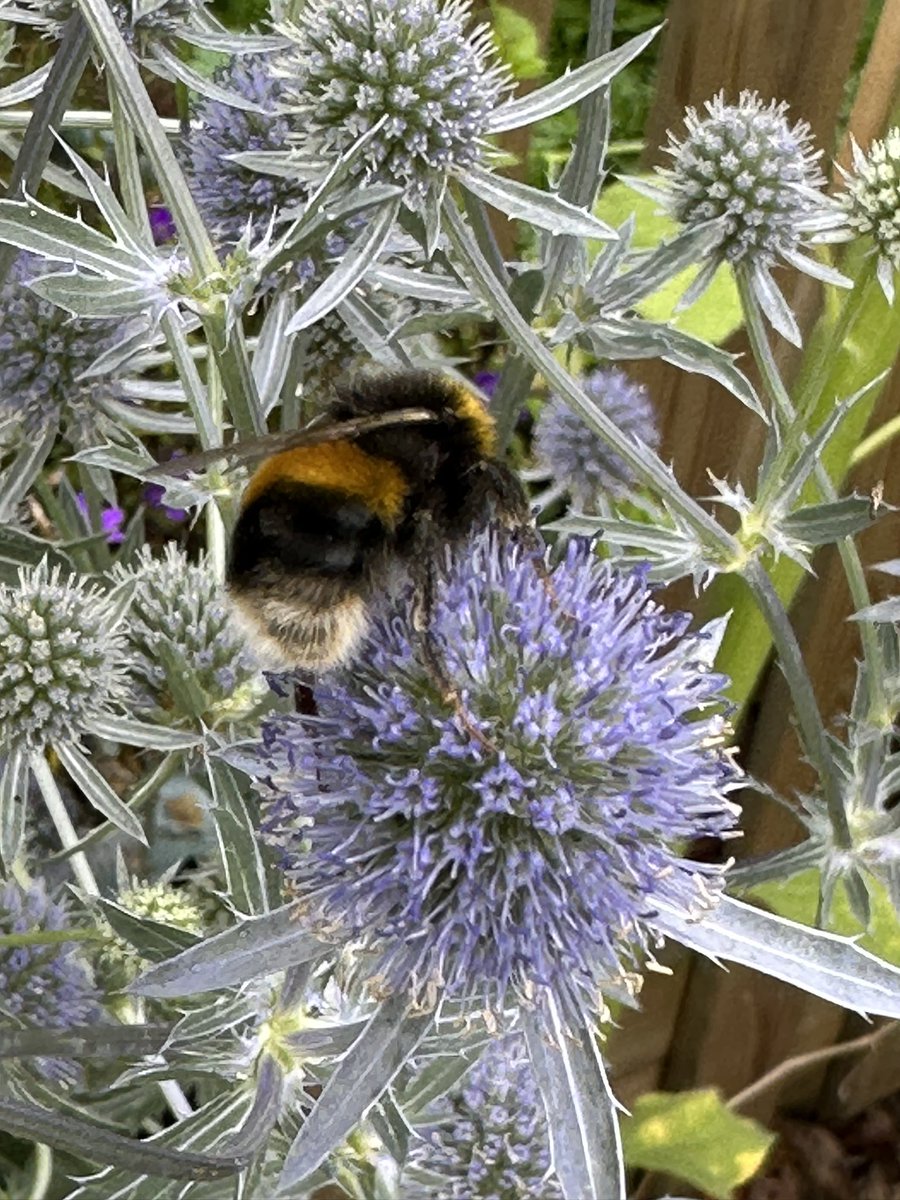 grapevineasks's tweet photo. 🐝 &amp; 🦋 Going mad for Eryngium https://t.co/NtripV51HA
