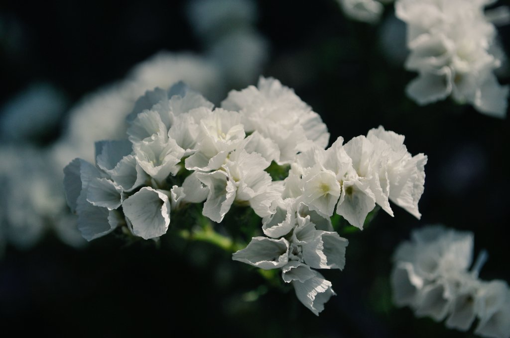 Iryna Masnichuck (@irinamasnichuck) on Twitter photo 