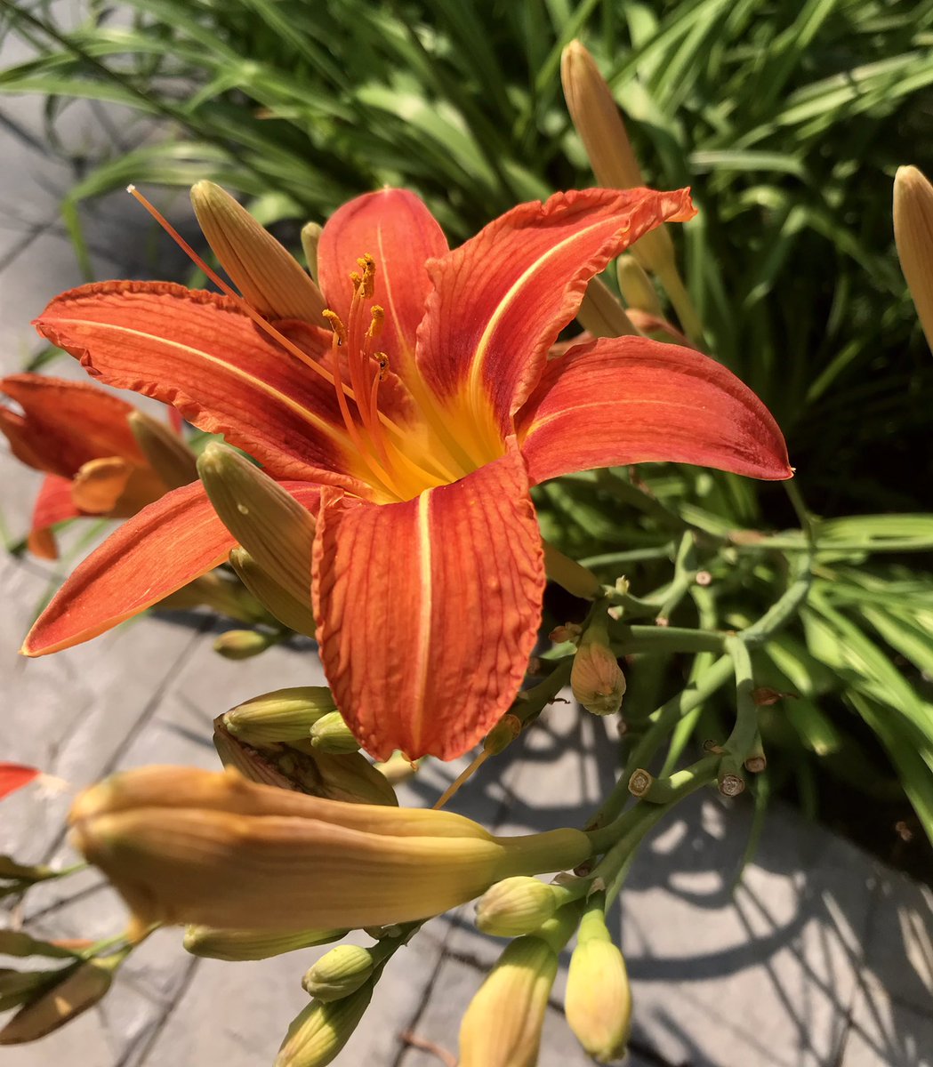 everydaytourist's tweet photo. Fortunate the White House wasn’t hit by last night’s hail. The flowers are spectacular after the rain. @YYCGardening #calgarygardens #gardening #calgary365 #flowers https://t.co/AHVD72qb9U
