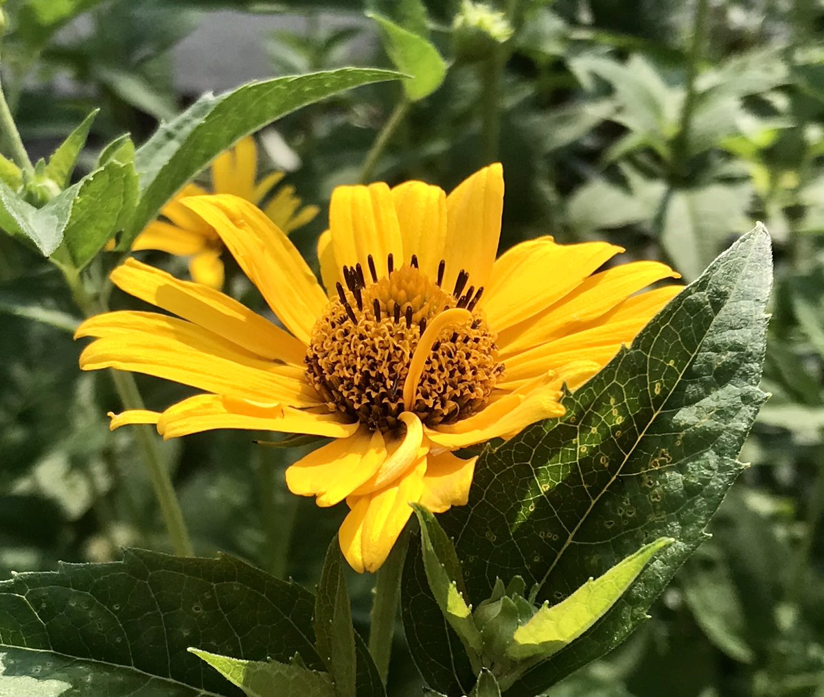 everydaytourist's tweet photo. Fortunate the White House wasn’t hit by last night’s hail. The flowers are spectacular after the rain. @YYCGardening #calgarygardens #gardening #calgary365 #flowers https://t.co/AHVD72qb9U