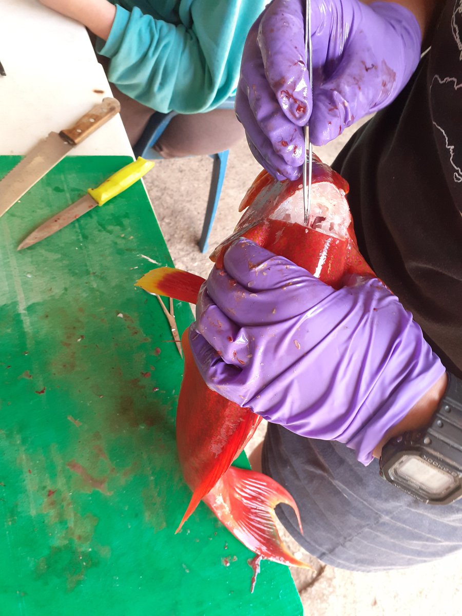 PitcairnMPA's tweet photo. Part 2. The three species being looked at are the Fafai'a, Red snapper and the Nanwe. This involves collecting the gonads and the otoliths. Pictured are the Fafai'a and Red snapper, as well as the removal of the otoliths.
#BlueBeltProgramme #OperationRedFish https://t.co/jhuv6EmTIn