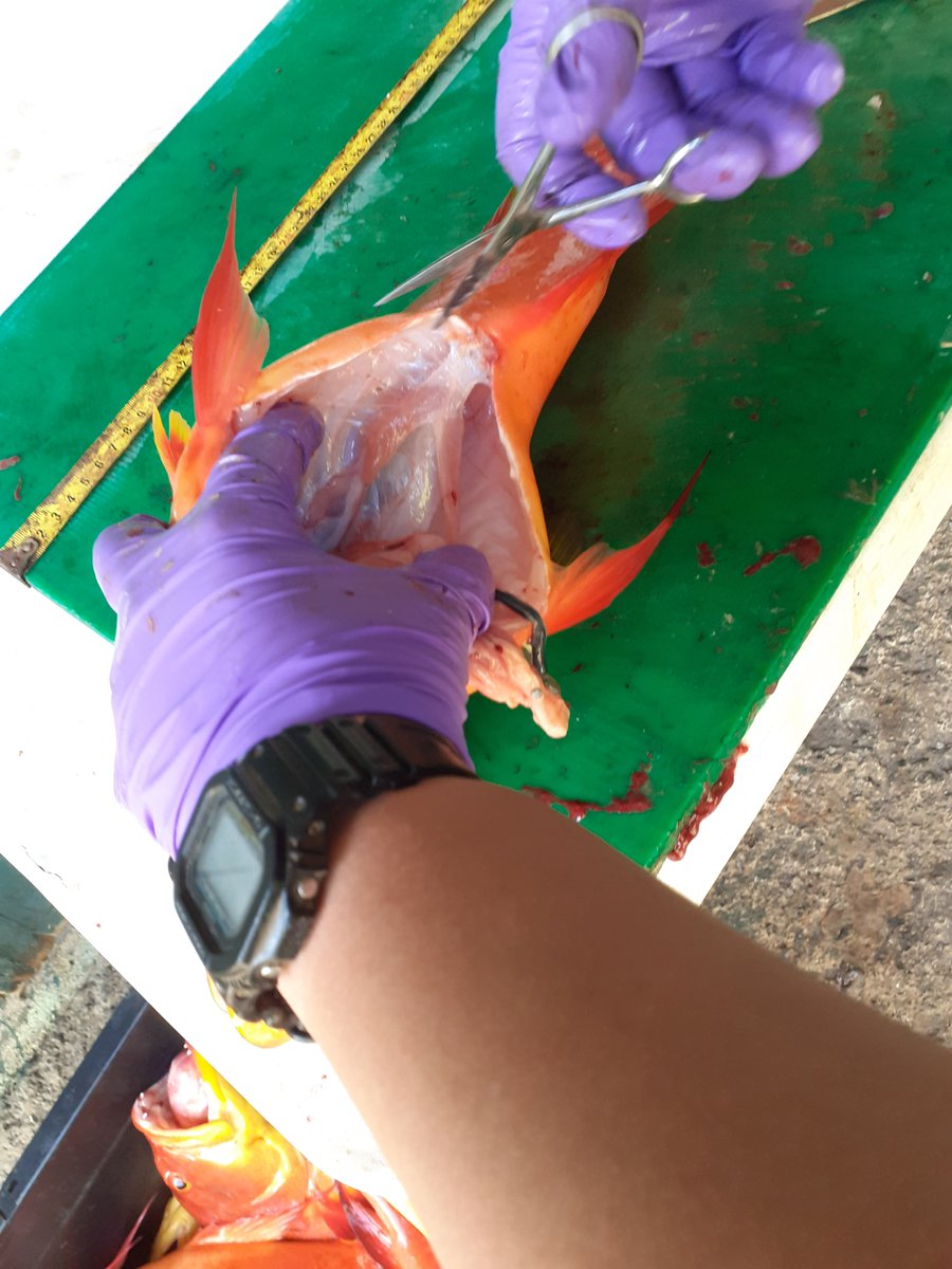 Part 2. The three species being looked at are the Fafai'a, Red snapper and the Nanwe. This involves collecting the gonads and the otoliths. Pictured are the Fafai'a and Red snapper, as well as the removal of the otoliths. 
#BlueBeltProgramme #OperationRedFish