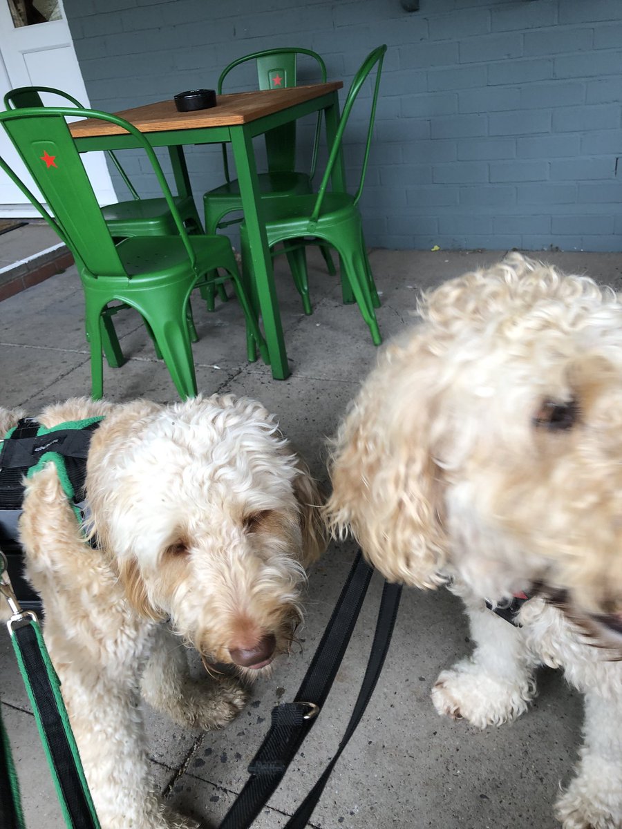 Bob Doodle and Lucy pup tweet media