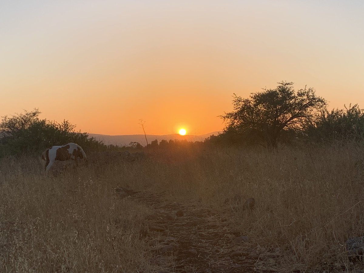 What an evening walk. 
Recently moved to the countryside and loving it! 
#Golan #GolanHeights #Katzrin