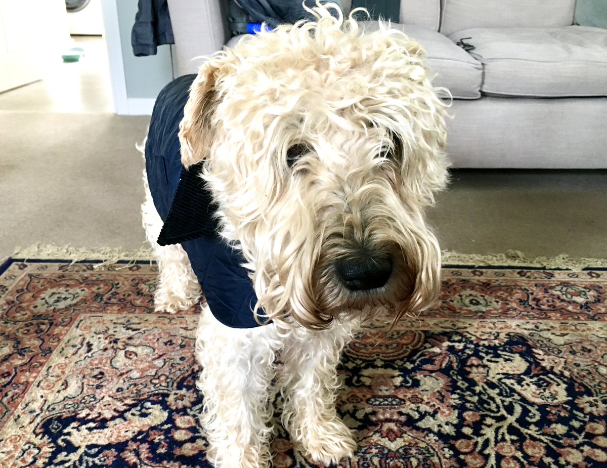 IanMerrell1's tweet image. Have we got to go out? 🌧️