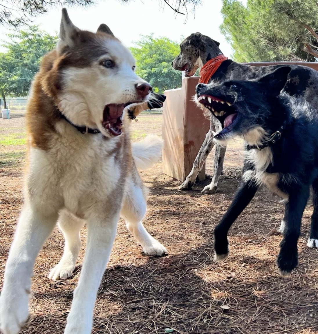 Finally feel ready to share that we had to say goodbye to our queen Whitley. She was often described as “the sweetest/most chill husky” people knew. She made us laugh &amp; loved Jasper fiercely.