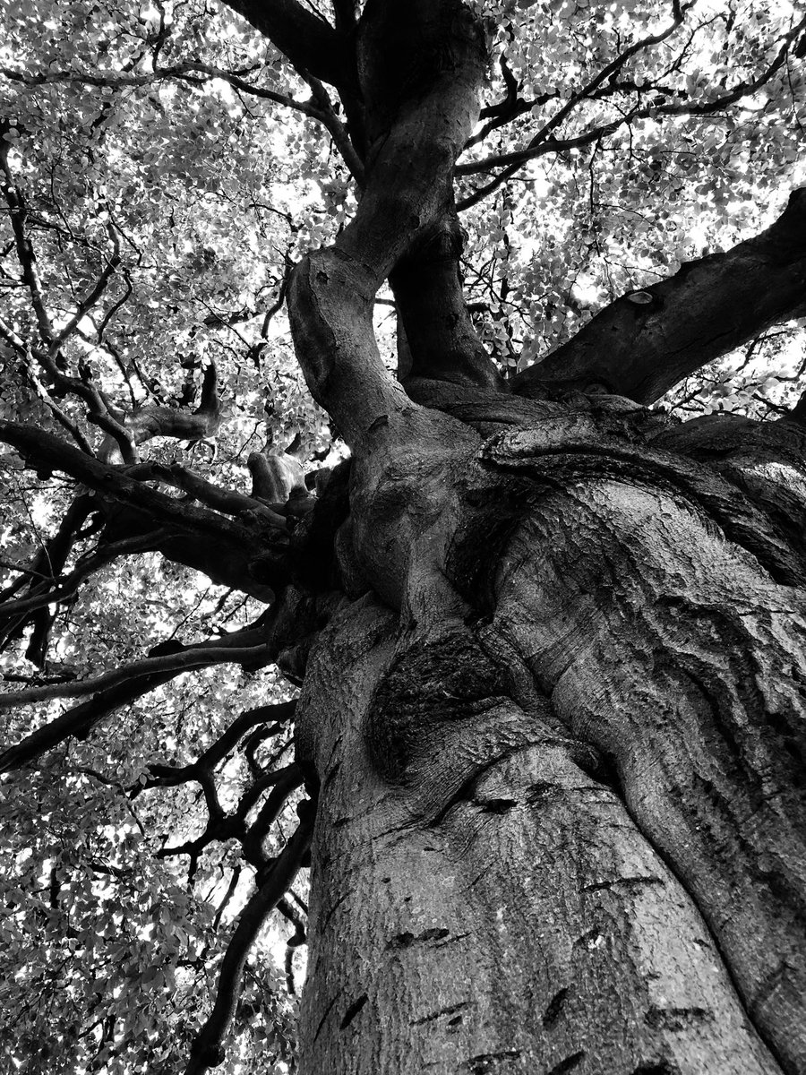 sphoenix78's tweet photo. Kick off your shoes and feel the sunshine on your face…a lovely while spent in the museum garden in York. Spot of photography, bit of sketching and a meditation whilst getting a vitamins D hit. #wellbeing #TimeToMyself #Regenerate #Gratitude #Relaxation #Perspective https://t.co/2jxtiTrKOH