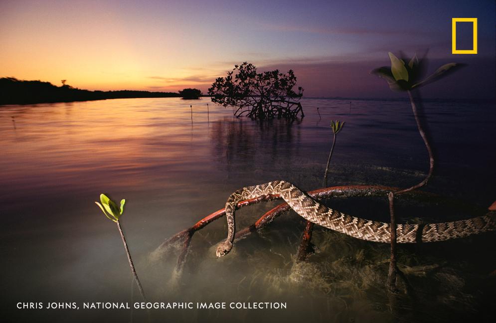 An eastern diamondback rattlesnake rests on a mangrove tree in Everglades National Park, Florida, USA

🐍 #WorldSnakeDay