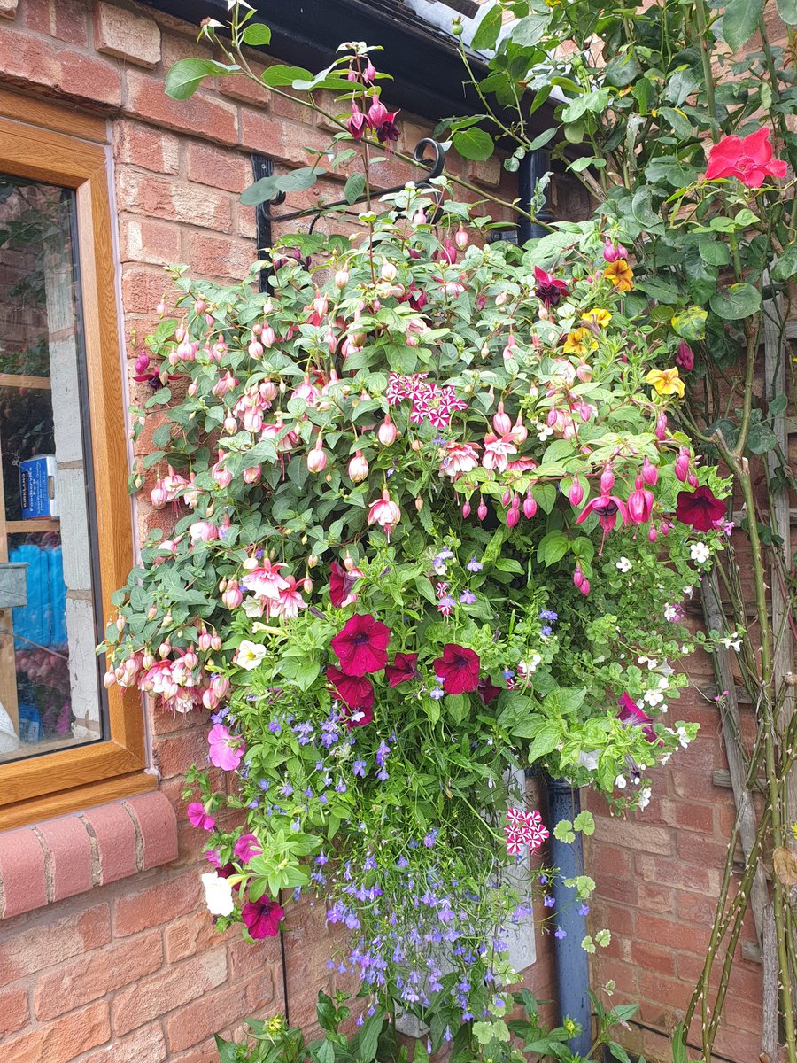 wigmoregarden's tweet photo. Baskets looking splendid. Plug plants were from #Wellingtongardencentre south of Leominster and fed with @Scotts_MGro. Enjoy the rest of your day! 🌞😊 https://t.co/yF0vN72j26