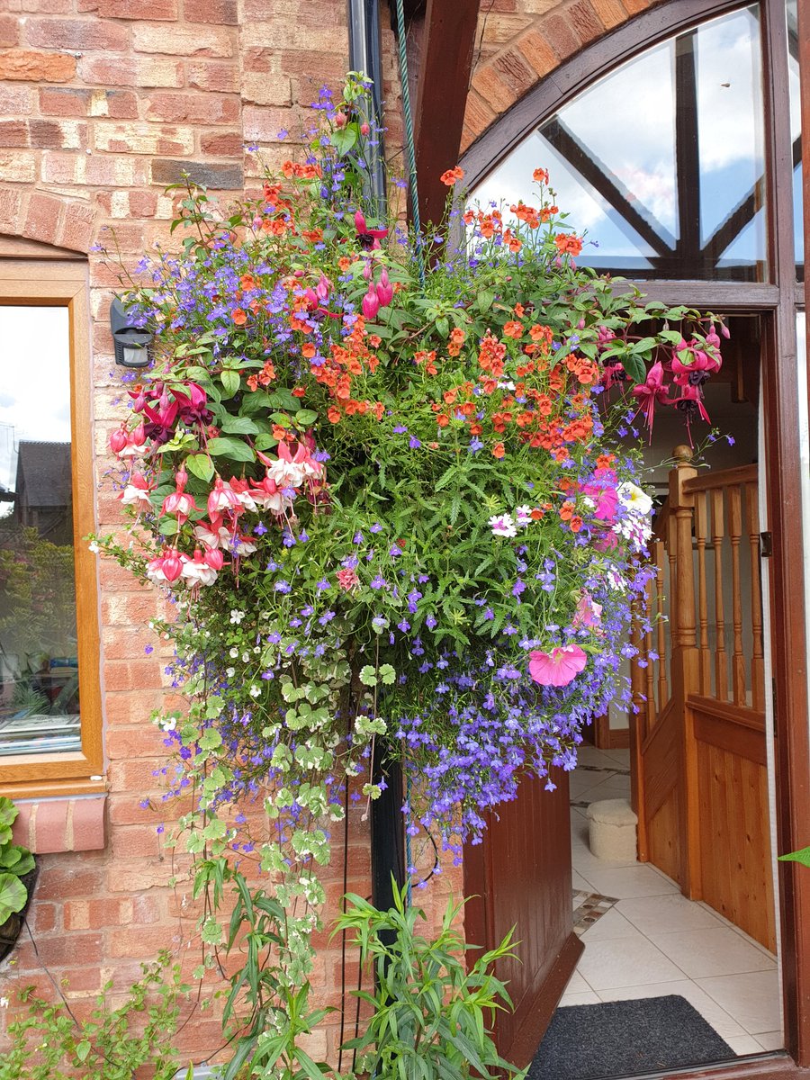 wigmoregarden's tweet photo. Baskets looking splendid. Plug plants were from #Wellingtongardencentre south of Leominster and fed with @Scotts_MGro. Enjoy the rest of your day! 🌞😊 https://t.co/yF0vN72j26