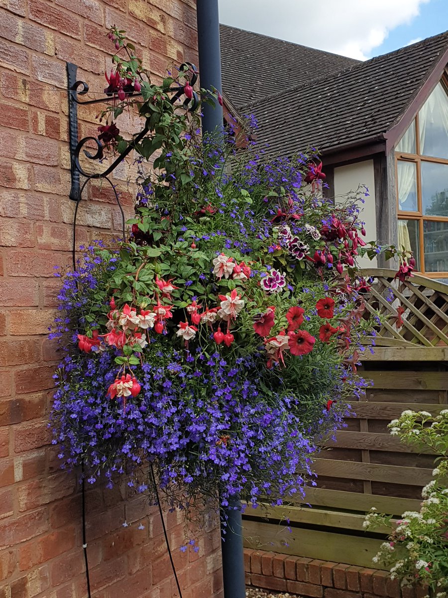 Baskets looking splendid. Plug plants were from #Wellingtongardencentre south of Leominster and fed with <a href="/Scotts_MGro/">ScottsMiracle-Gro</a>. Enjoy the rest of your day! 🌞😊