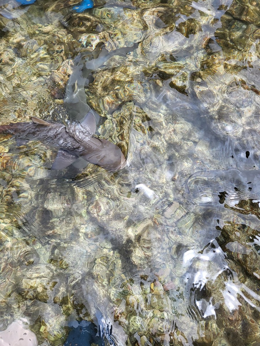 We went on a trip and saw sharks :)