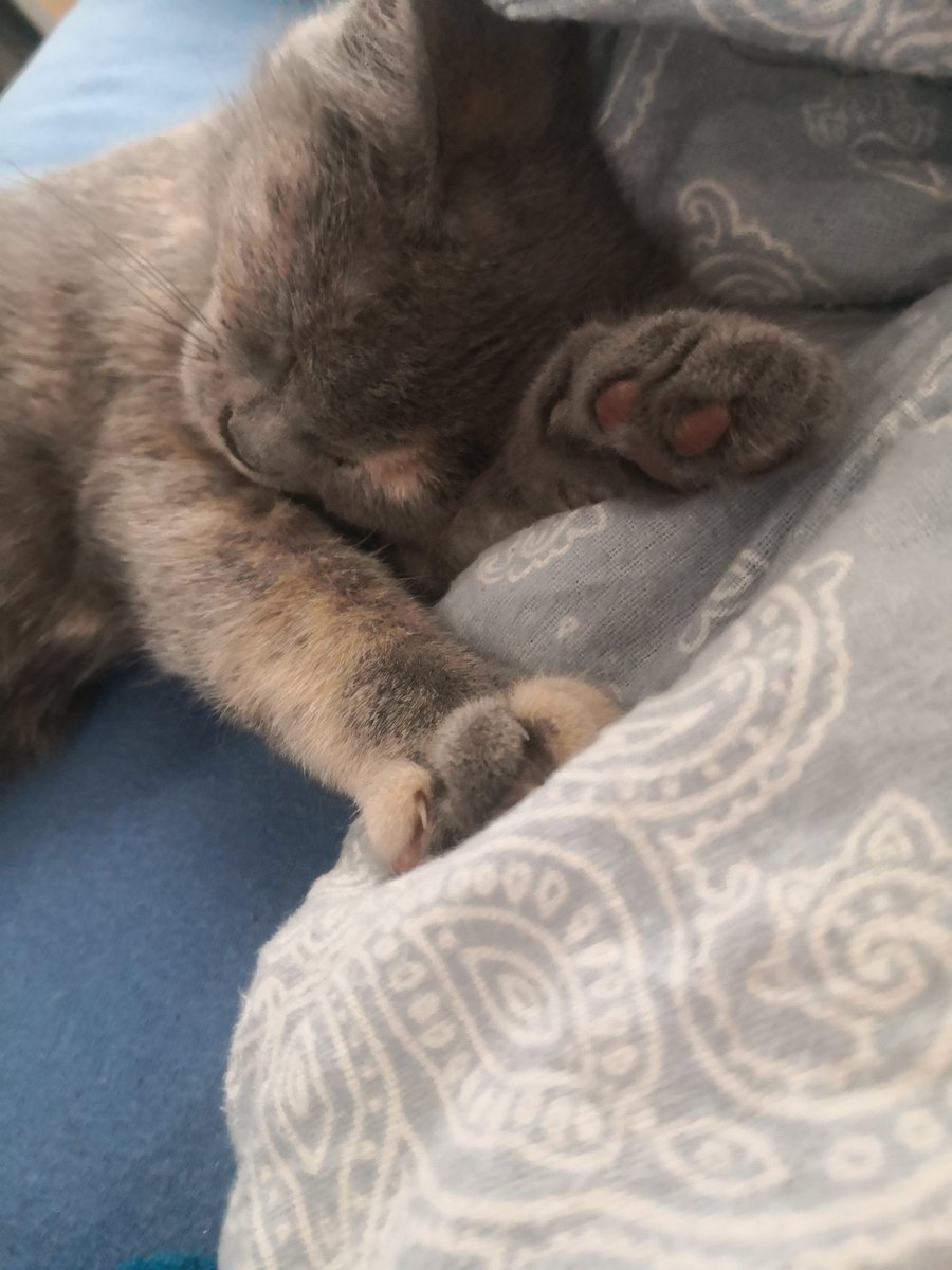 Juli_Corvi's tweet photo. Wie kann man nur so süß sein 😍 ich bin so verliebt in mein kleines Baby ❤️  Und Ruby scheint sich auch aolangsam wohler zu fühlen in ihrem neuen Zuhause https://t.co/5oSlmGCLiR