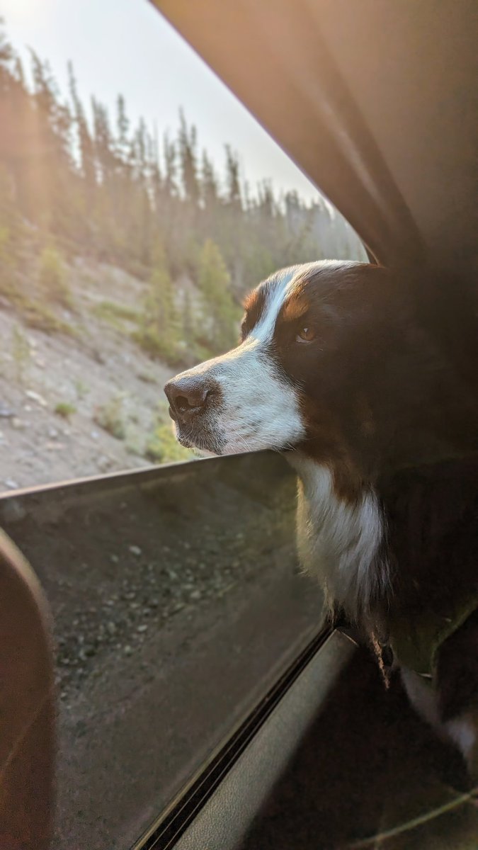 It's crazy how much you can love a dog. I now get how people can move away to the middle of nowhere with only their dog and still be totally happy. #Leeta #Ilovemydog