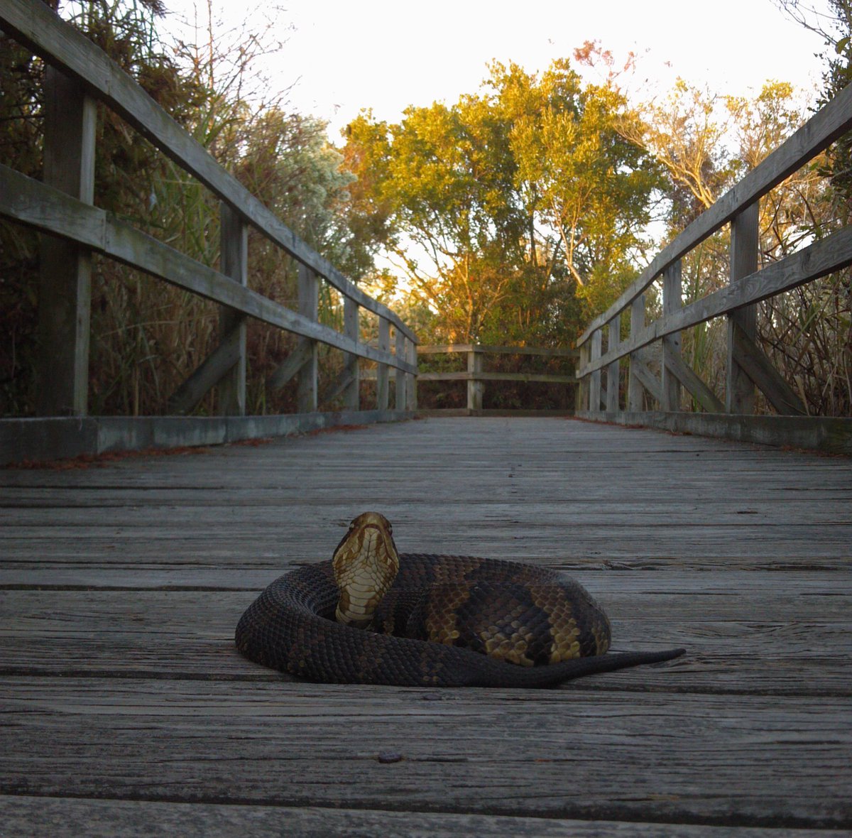 YOU. SHALL. NOT. PASS.

This cottonmouth at Back Bay National Wildlife Refuge in Virginia would like to remind you that at a national wildlife refuge, sneks have the right of way.

Photo courtesy of Kristopher Boldizar.