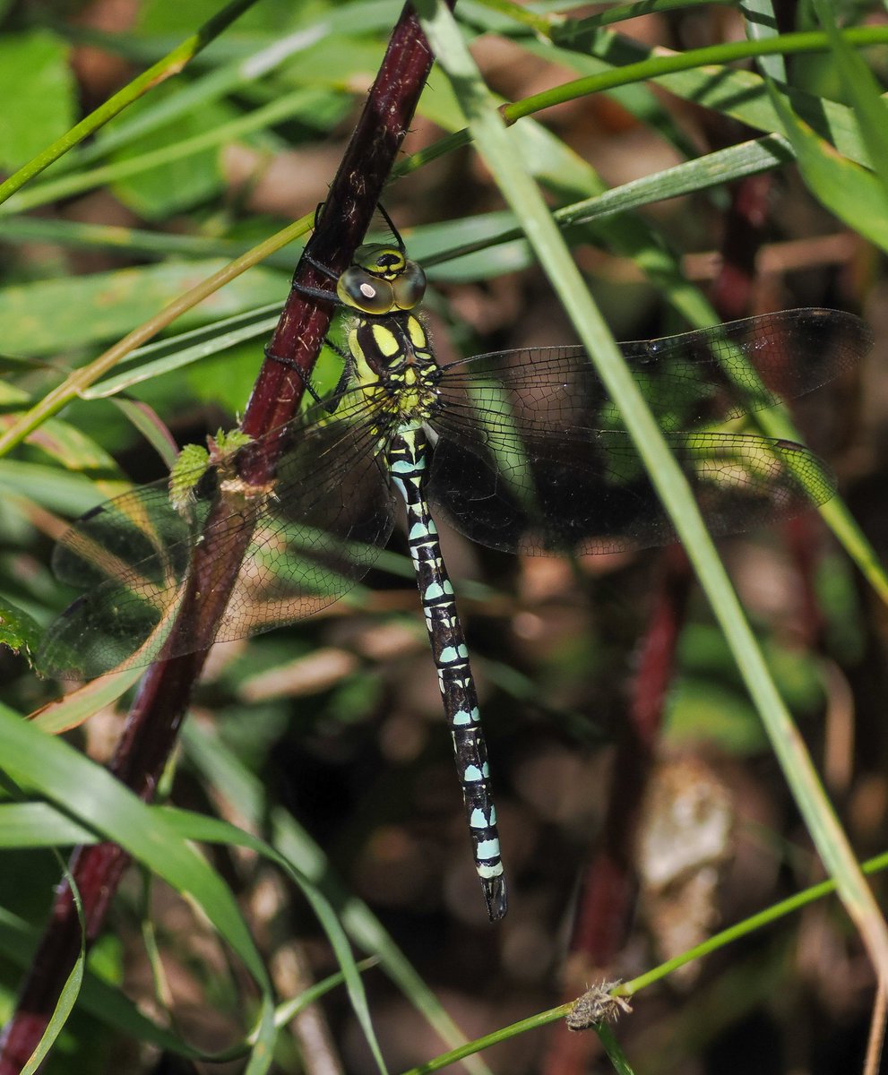 Great day out at <a href="/RutlandWaterNR/">Rutland Water Nature Reserve</a> today with <a href="/estherumsey18/">Esther</a>. 8 Ospreys were showing well! Also, Ruddy Shelduck (lifer), 2 Arctic Terns, Southern Hawkers, 3 Yellow-legged Gulls, Great Egrets, Hobby, Green and Common Sandpipers and so much more! <a href="/rutlandospreys/">Rutland Ospreys</a>