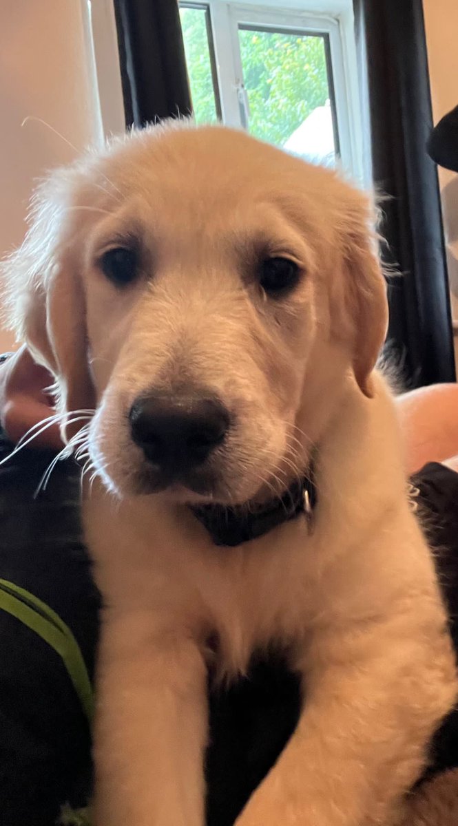 schoolhouse_cc's tweet photo. Welcome to School House, Bryn! Mr Smith’s new addition 🐾❤️⚓️ https://t.co/WlfeELrjV0