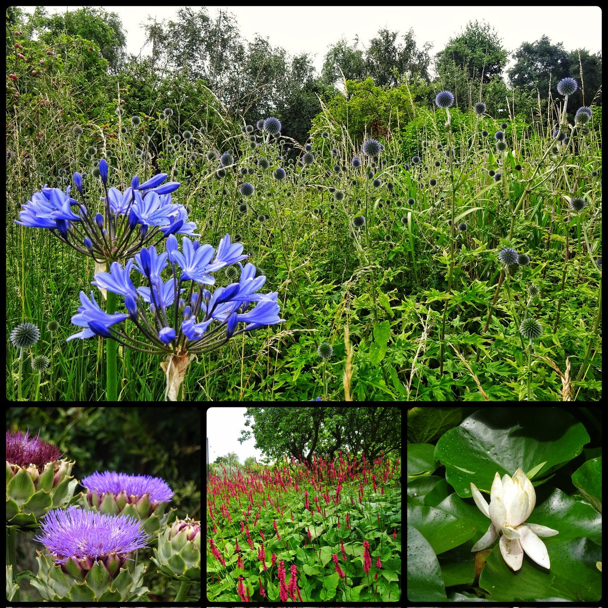 BillyORiordan's tweet image. Butler House &amp;amp; Garden Kilkenny, coming into bloom. #Butlerhouse #Kilkenny #NaturePhotography #photography #flowerphotography