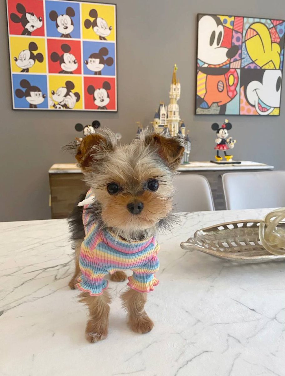 LizzyRalton's tweet photo. Let's welcome our lovely Miss Mickey https://t.co/X35rai26EK