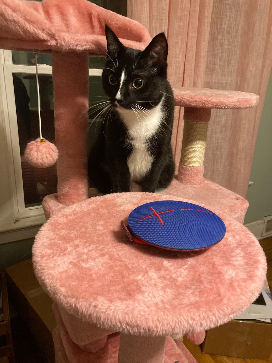 she heard me put on the new  ̷C̷i̷t̷y̷c̷o̷p̷ <a href="/Glassbonesmusic/">Glass Bones</a> album and FLEW over to the speaker