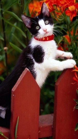 Elizabeth tweet media