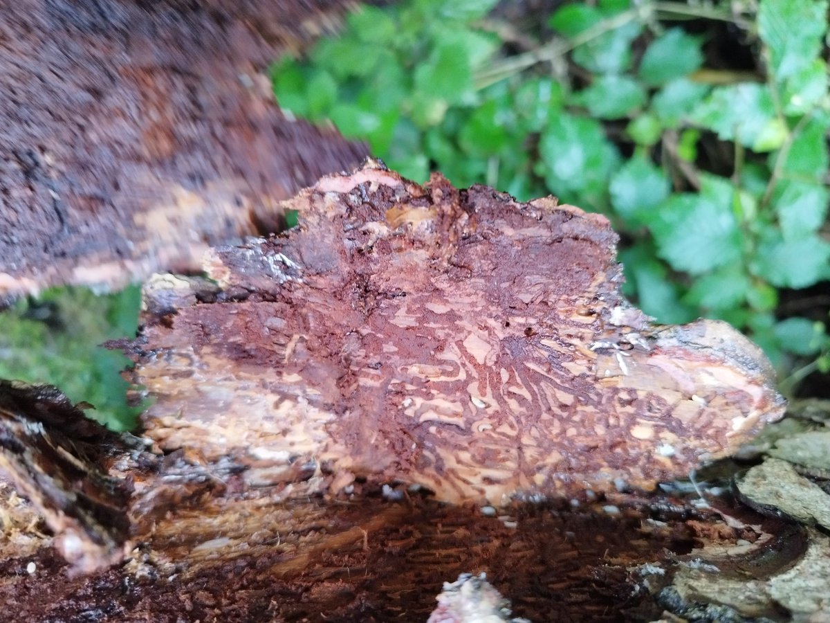 MandyTracey14's tweet photo. Bark beetle galleries #beetles #entomology https://t.co/wAIeLeOLTx