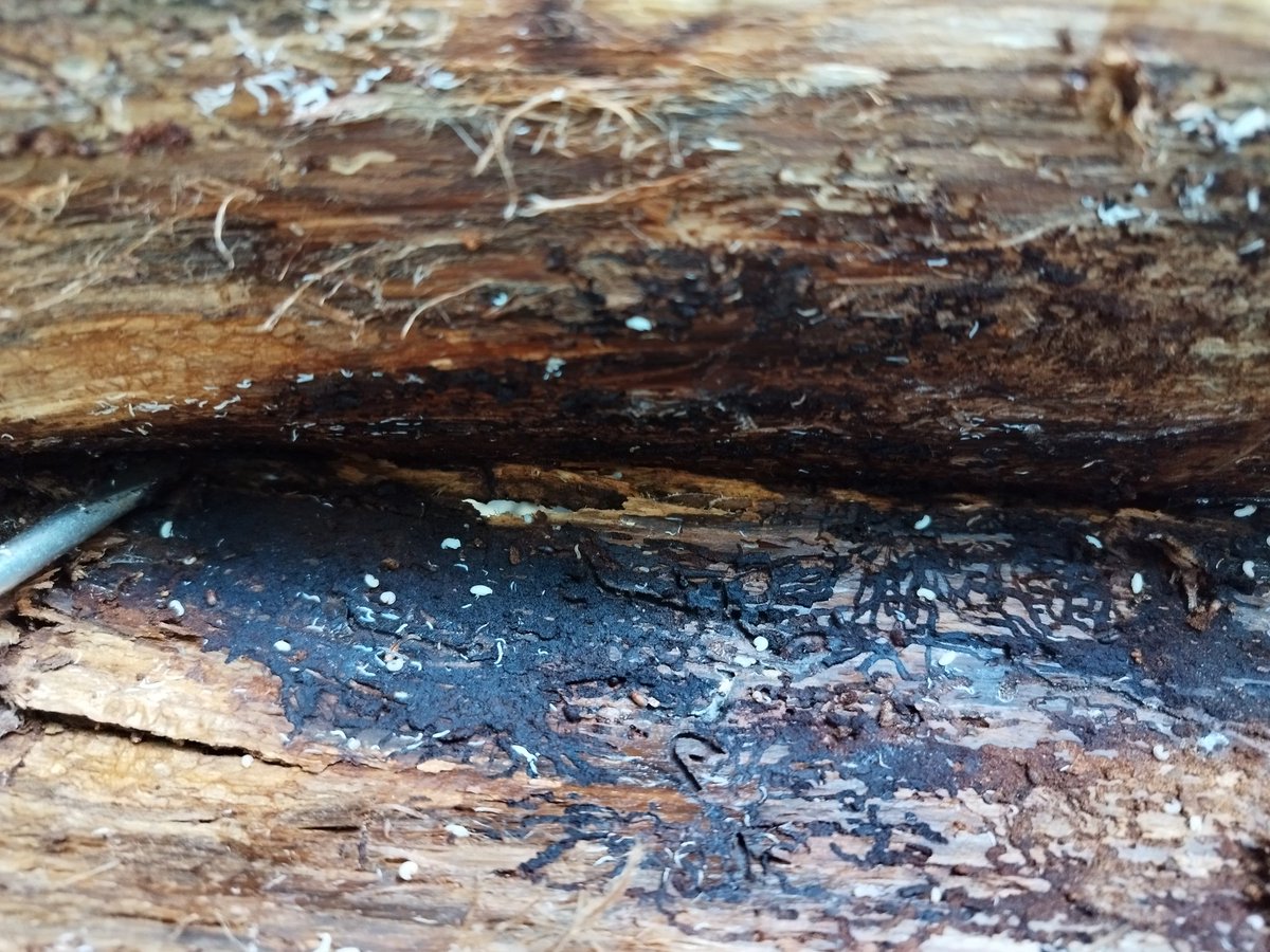 MandyTracey14's tweet photo. Bark beetle galleries #beetles #entomology https://t.co/wAIeLeOLTx