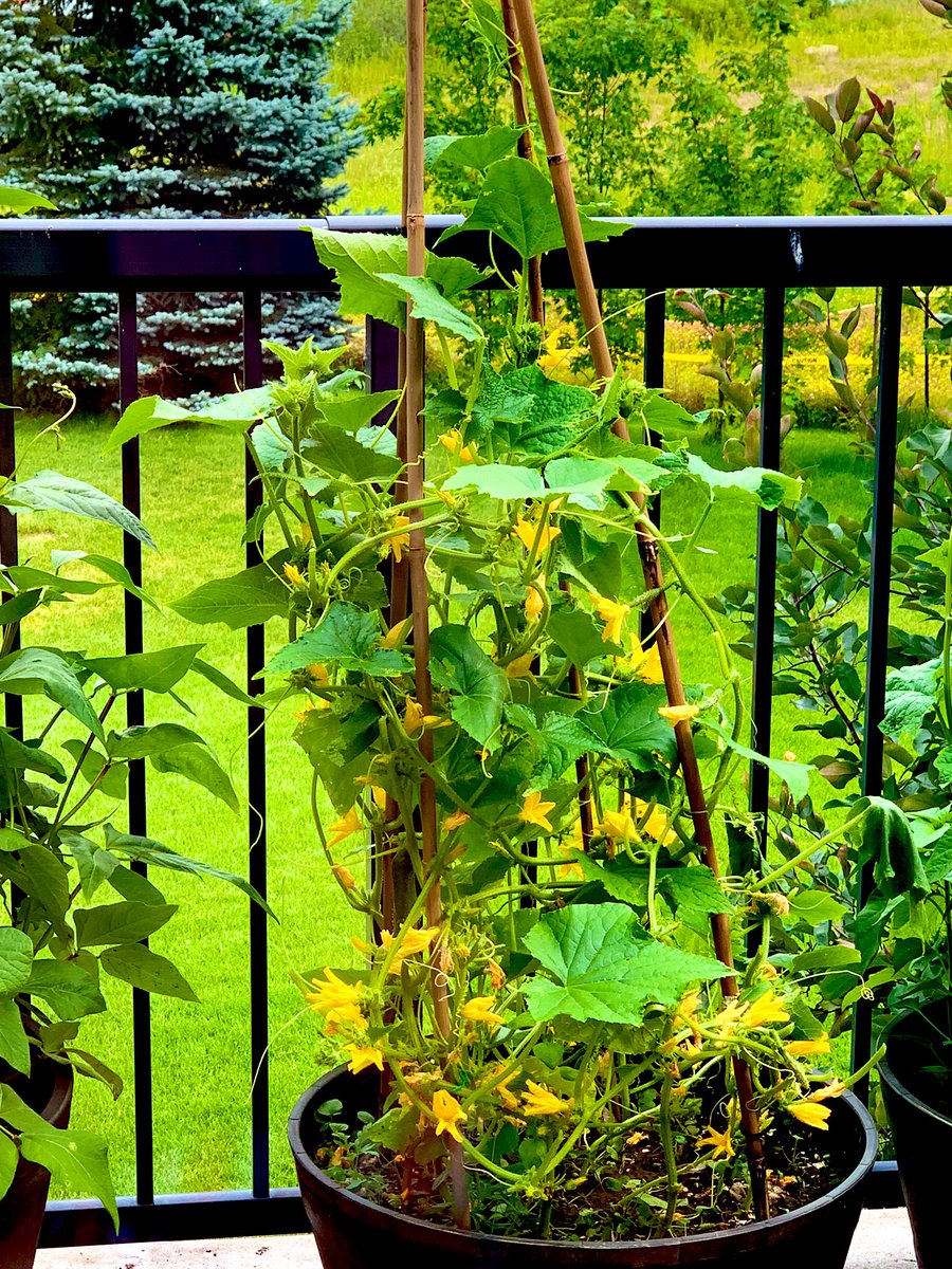 VijayEllaurie's tweet photo. Healthy #cucumbervines #flowers galore, but where are the #cucumbers🤔 #SundayYellow #GardeningTwitter #earwigseason #cucumberbeatleseason #growyourownfood #snailseason #GardenersWorld #gardening #gardnersoftheworld #gardeners  #vegetablegardening #zone6b 🇨🇦 https://t.co/aEjVlBYAbv