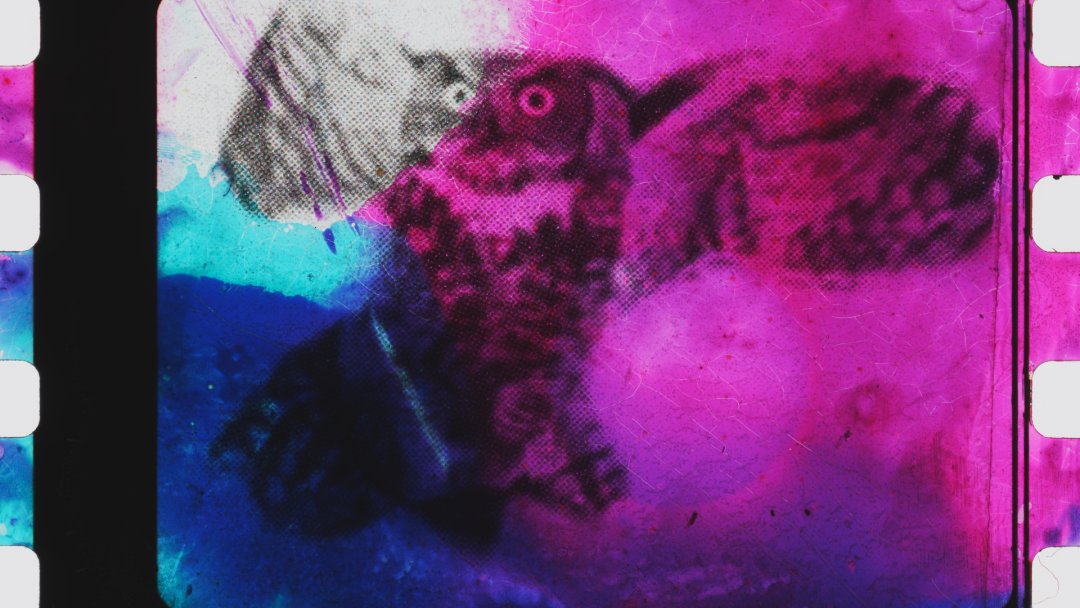 FrameDiscreet's tweet image. Recent work by Matthew Rankin
Timed &amp;amp; Flat versions
35mm Colour Film