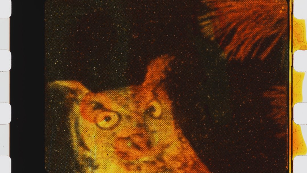 FrameDiscreet's tweet image. Recent work by Matthew Rankin
Timed &amp;amp; Flat versions
35mm Colour Film