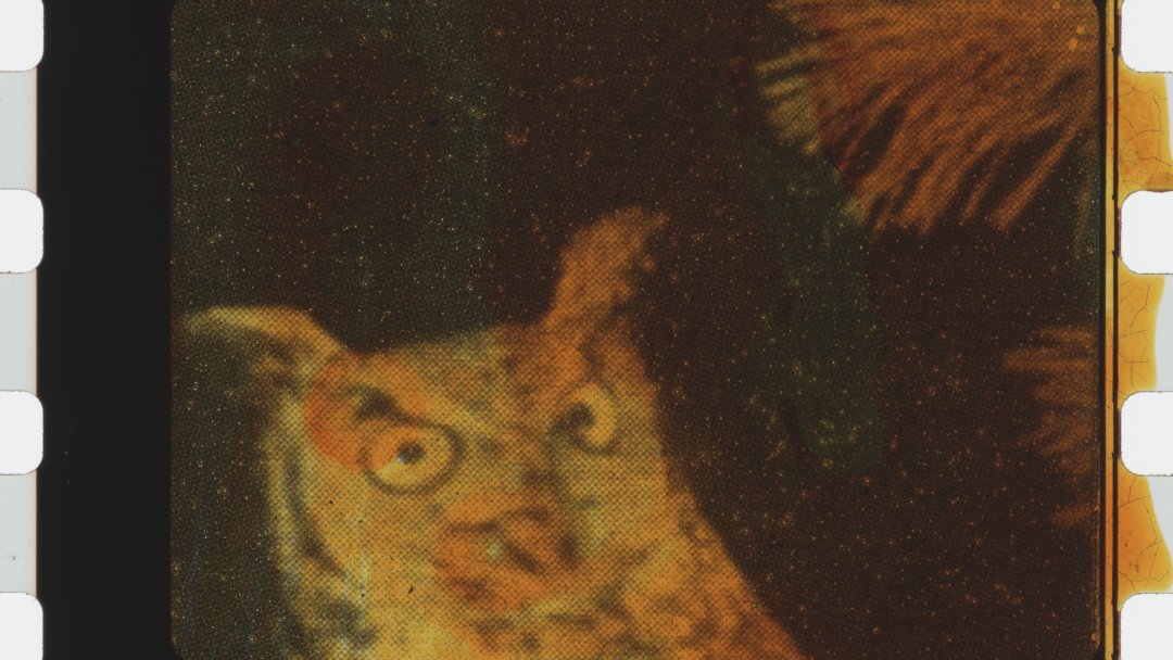 FrameDiscreet's tweet image. Recent work by Matthew Rankin
Timed &amp;amp; Flat versions
35mm Colour Film