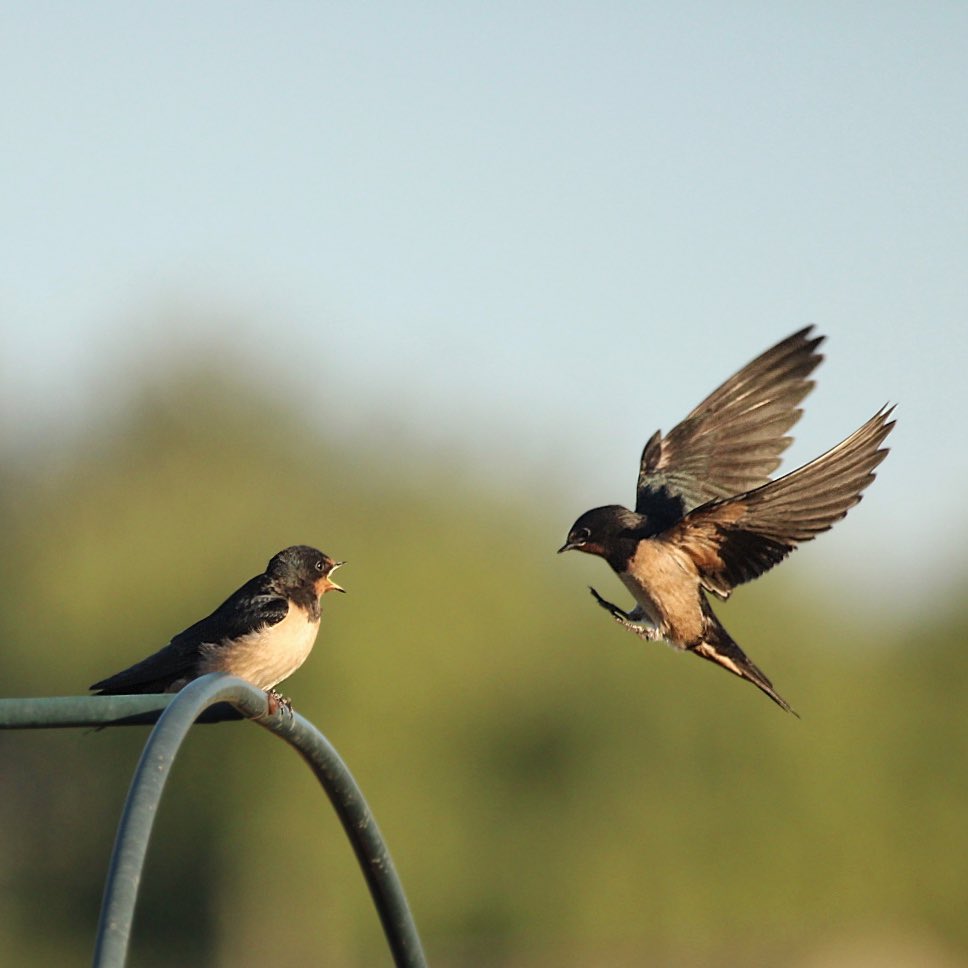 Sunday swallows #swallows #BirdsSeenIn2023 #ukwildlife #canonuk #birdwatching