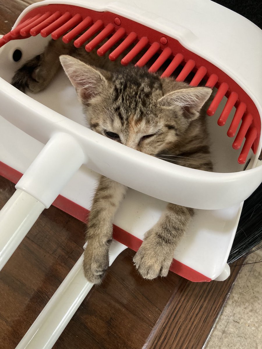 MarsRoverCat's tweet photo. These foster kittens are weird! https://t.co/3qp4C2zcW0