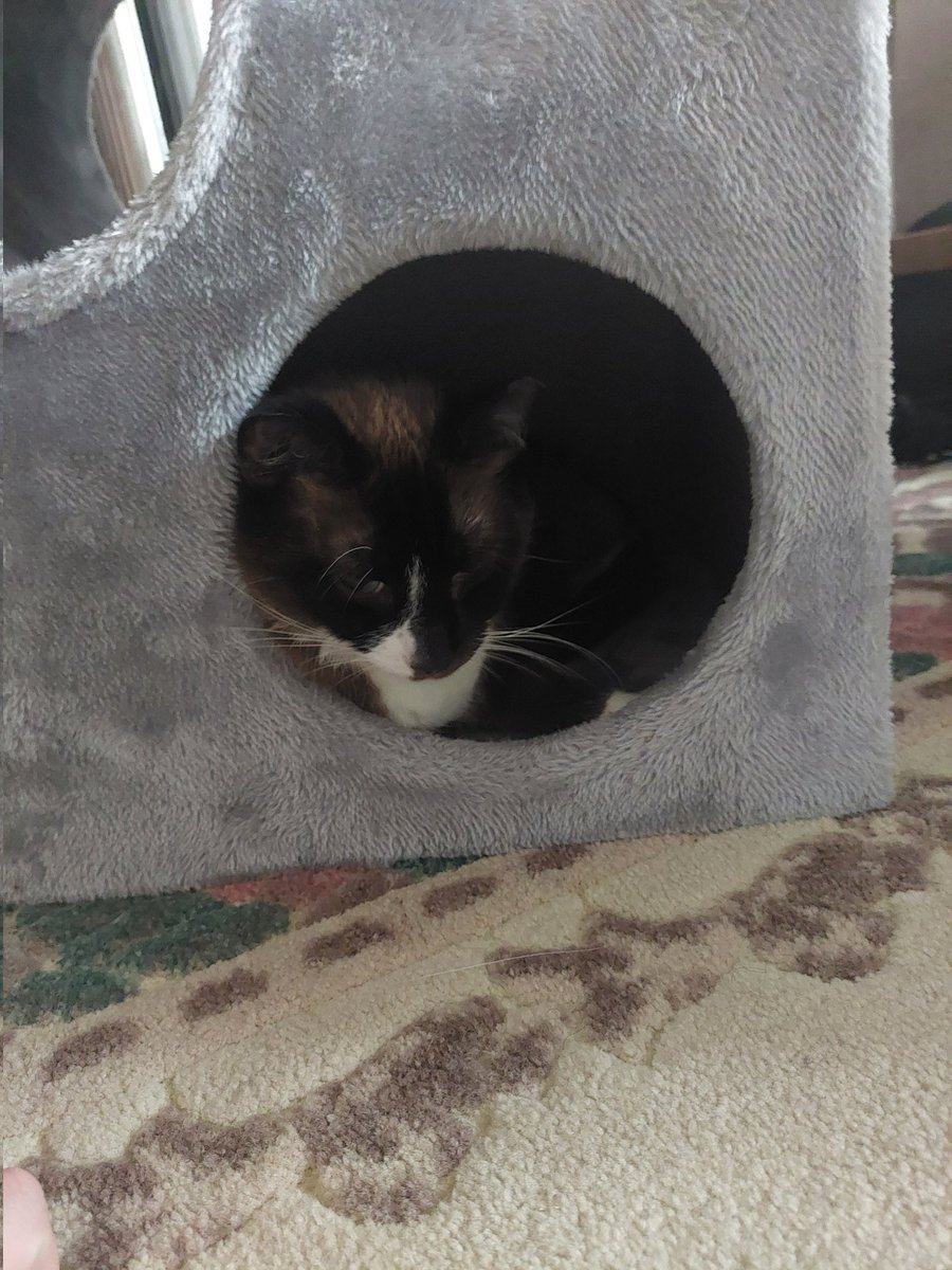 MinaTCat's tweet photo. mina (cavedweller) https://t.co/y0hZpKtdZG