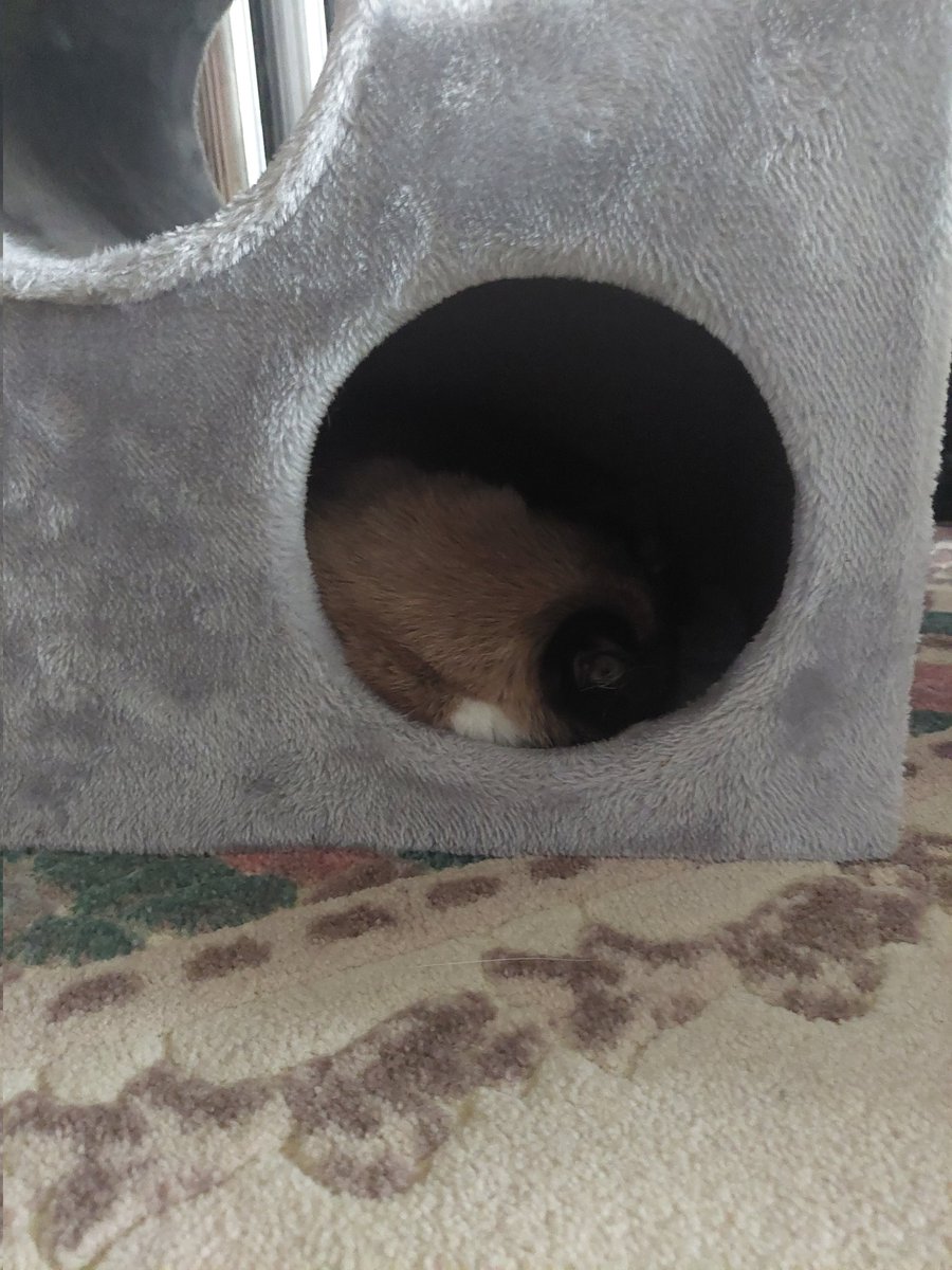 MinaTCat's tweet photo. mina (cavedweller) https://t.co/y0hZpKtdZG