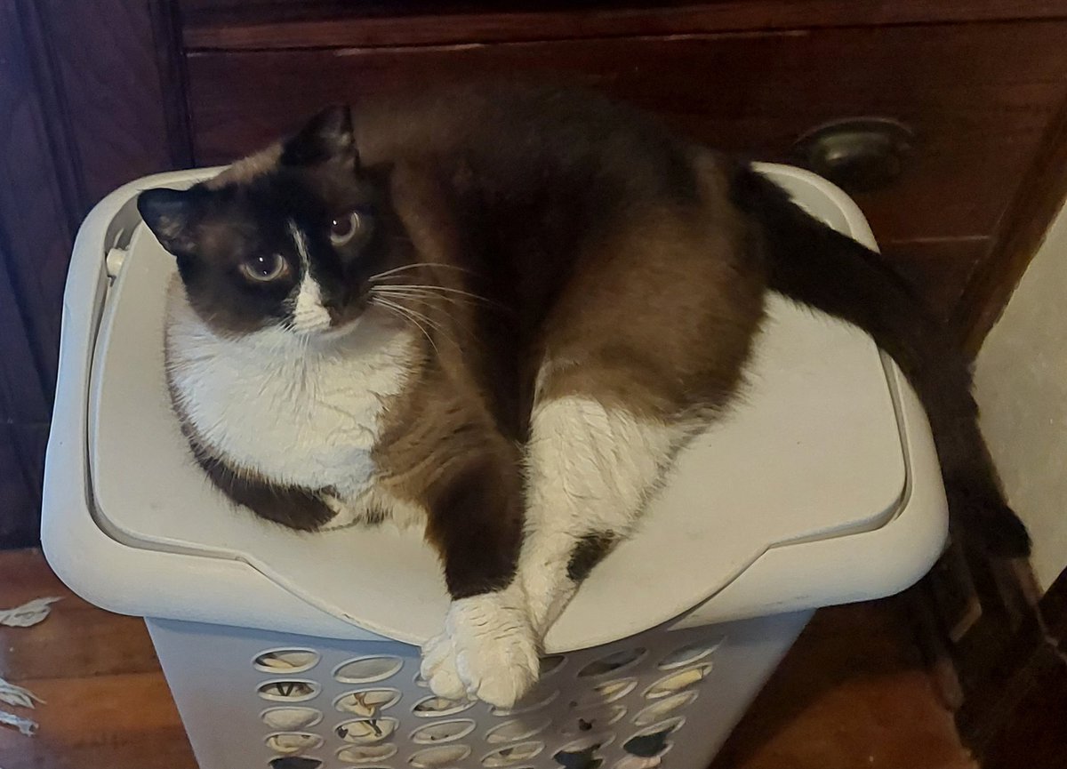 MinaTCat's tweet photo. mina (legs crossed) https://t.co/mUibl4wdVB