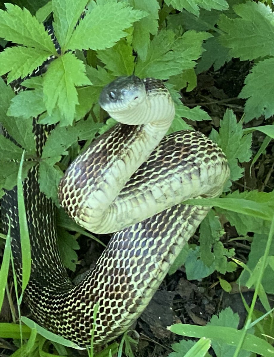 Happy #WorldSnakeDay 2023! Here are a few pics of one of my favorite local snakes, the black ratsnake (AKA gray ratsnake). It felt pretty special to find one climbing a tree. 🙂 #SerpentsOfTheRainbow ❤️🐍❤️