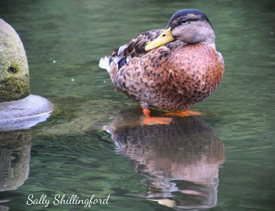 SallyAnnPhotos's tweet photo. Duck posing and reflections ππ¦π·
#ducks
#delphlocks
#blackcountry
@CanalRiverTrust
@WildlifeMag
#lifesbetterbywater
#reflection https://t.co/oesdSl9I9P