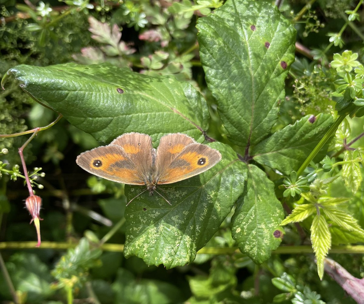 #MawganPorth Beach & butterflies #MeadowBrown #Gatekeeper 🦋