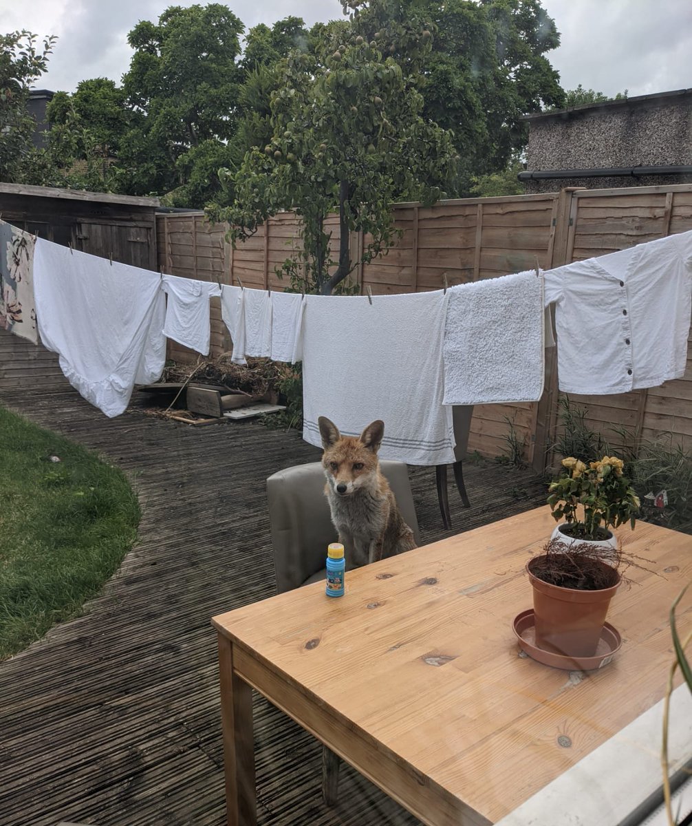 BodyWorks_'s tweet photo. And what's today's specials please? 😂 Candidate for #FoxOfTheDay @ChrisGPackham ? https://t.co/DvmI05o4EH