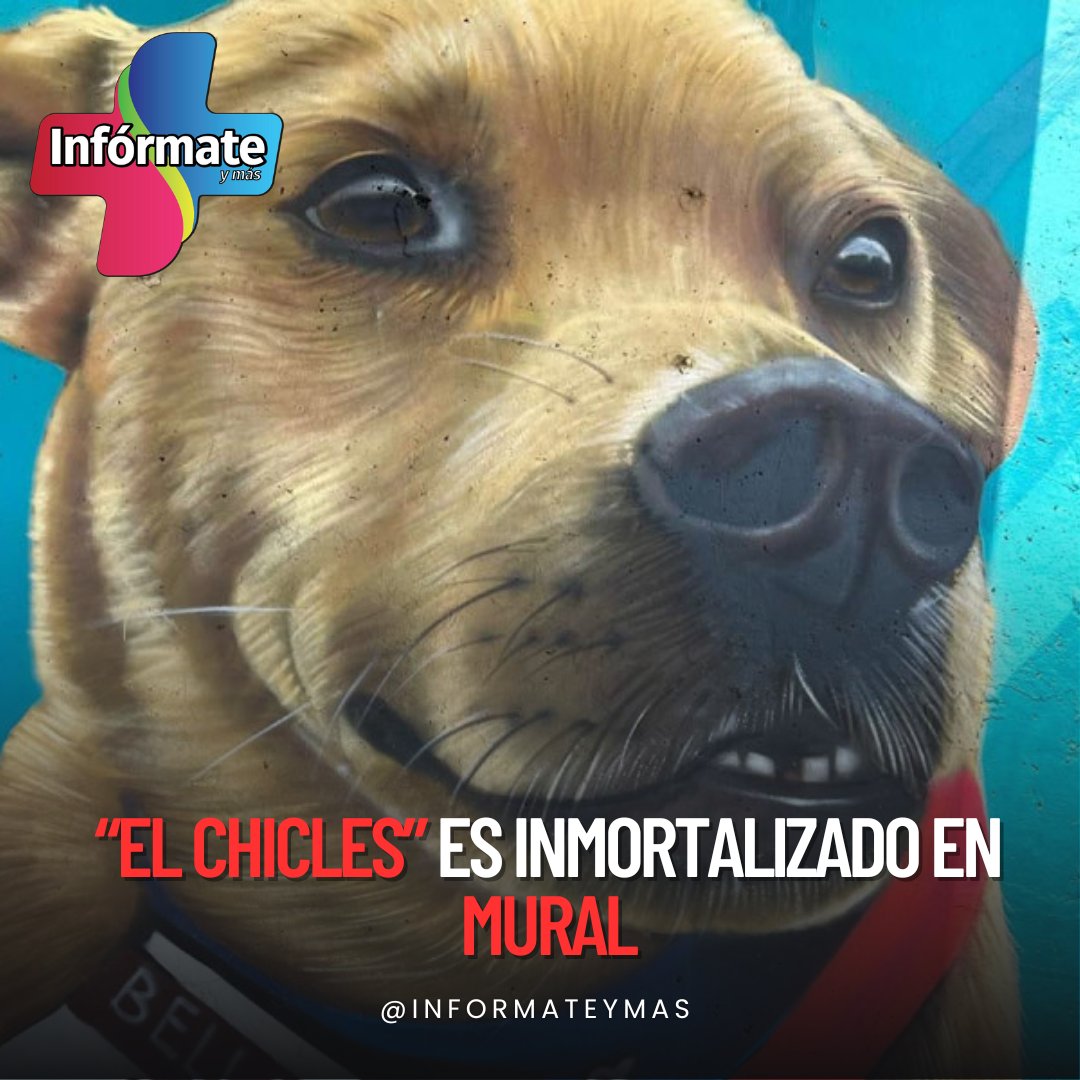 InformateyMas's tweet photo. #Nacional
🐶😍El perrito “El Chicles”, ya tiene un mural en su honor en Tijuana.
Dicha obra fue realizada por el muralista Mode orozco, por lo que se puede encontrar en el puente cerca del Hospital General de Tijuana.  🏥🎨
#ElChicles #Mural #Lomito https://t.co/VIBFyhHjd2
