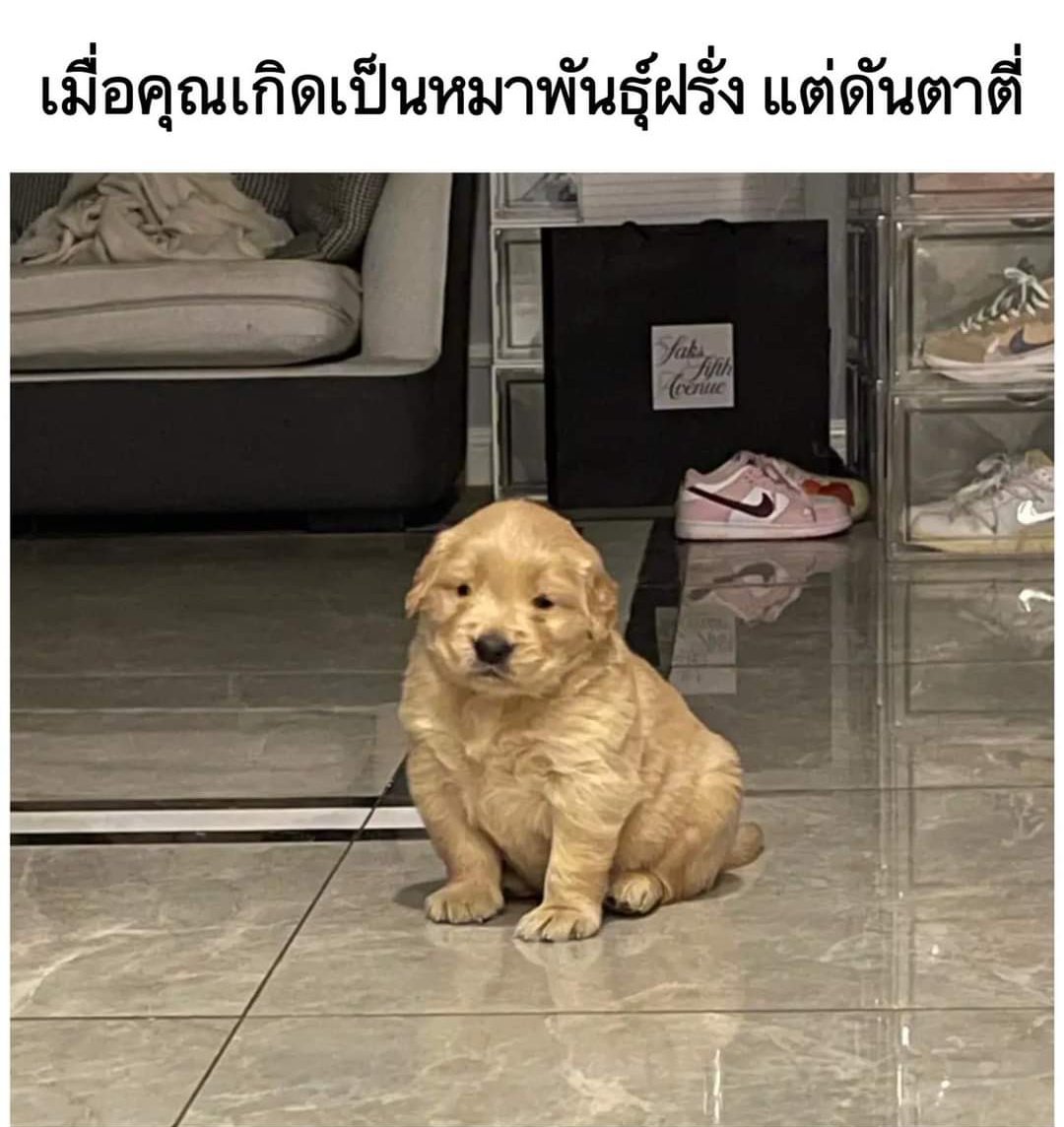 chaleenajaja's tweet photo. 555555555555น้องอ่ะ ขำอ่ะ หมาแด๊งงงงงง https://t.co/MQLyE8qNmH