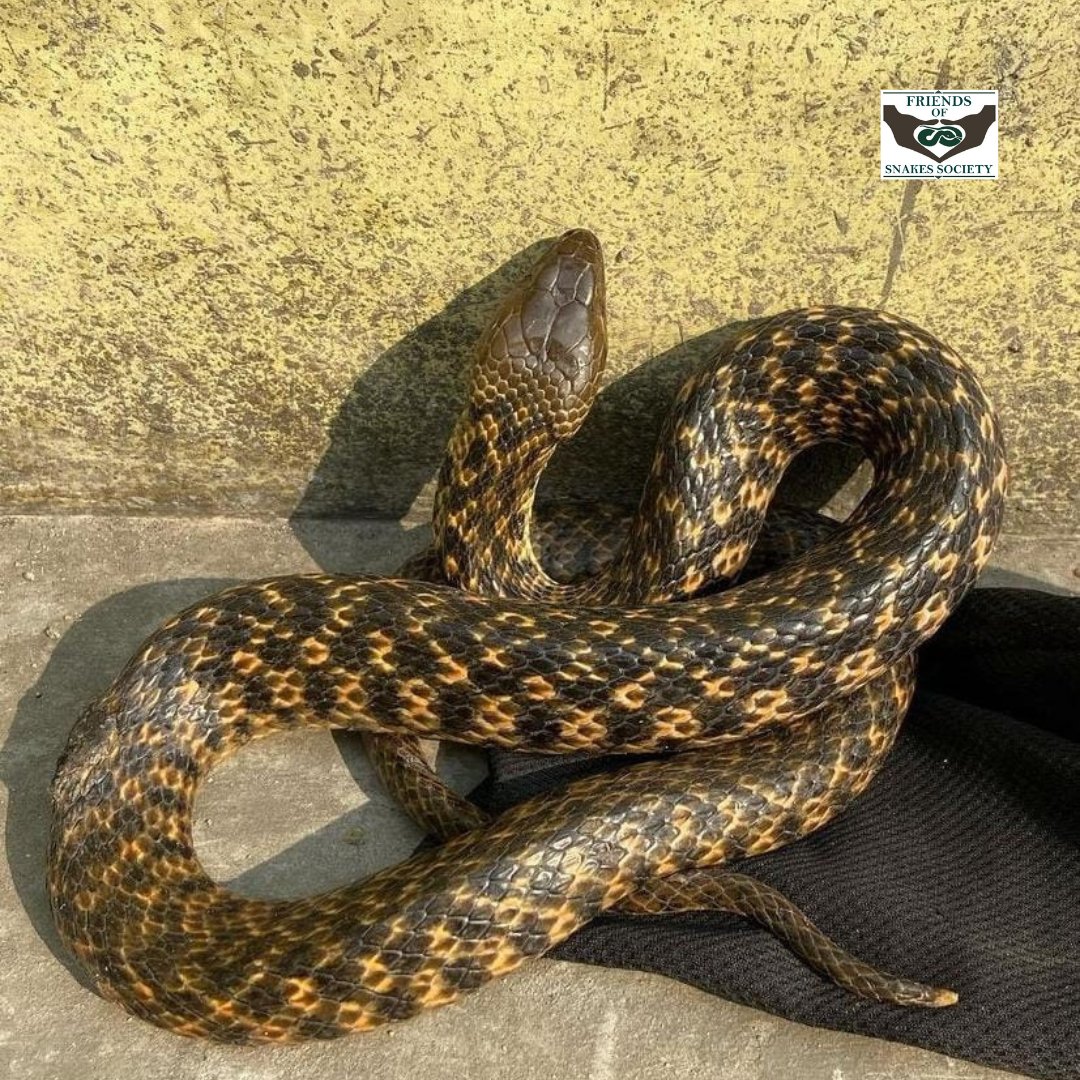 Friends of Snakes tweet media