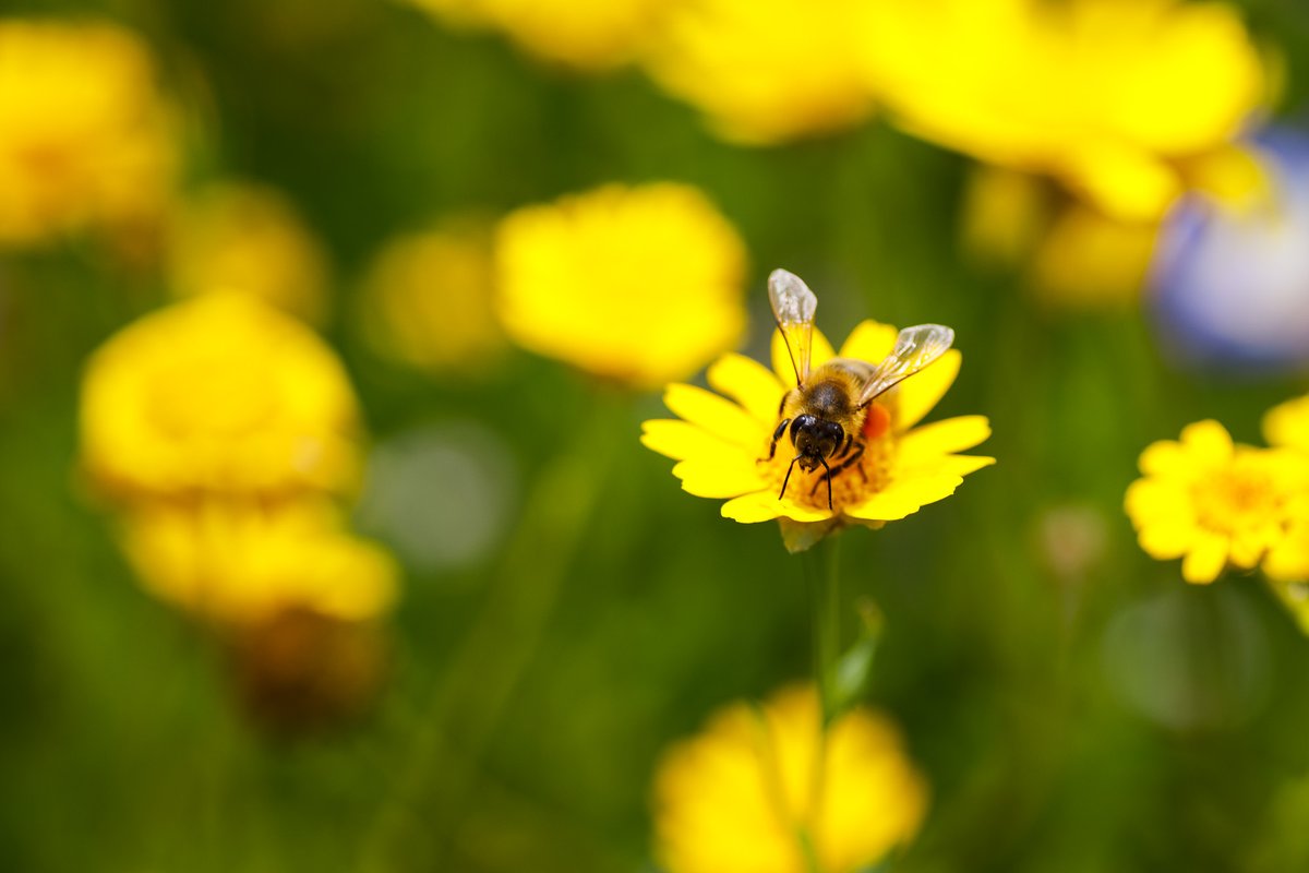 Eine Biene ist der Akteur im WeeklyPic  28/2023.Mehr auf melian-fotografie.de