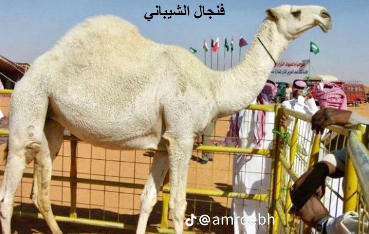 بعض من اقدم فرديات الوضح 
فنجال الشيباني
الحاكمة لهيف القحطاني
ابن حثلان
روايه لابا الروس 

من يذكر اسم فرديه فنجال وابن حثلان؟
بنشوف الخبره عندكم والذاكره