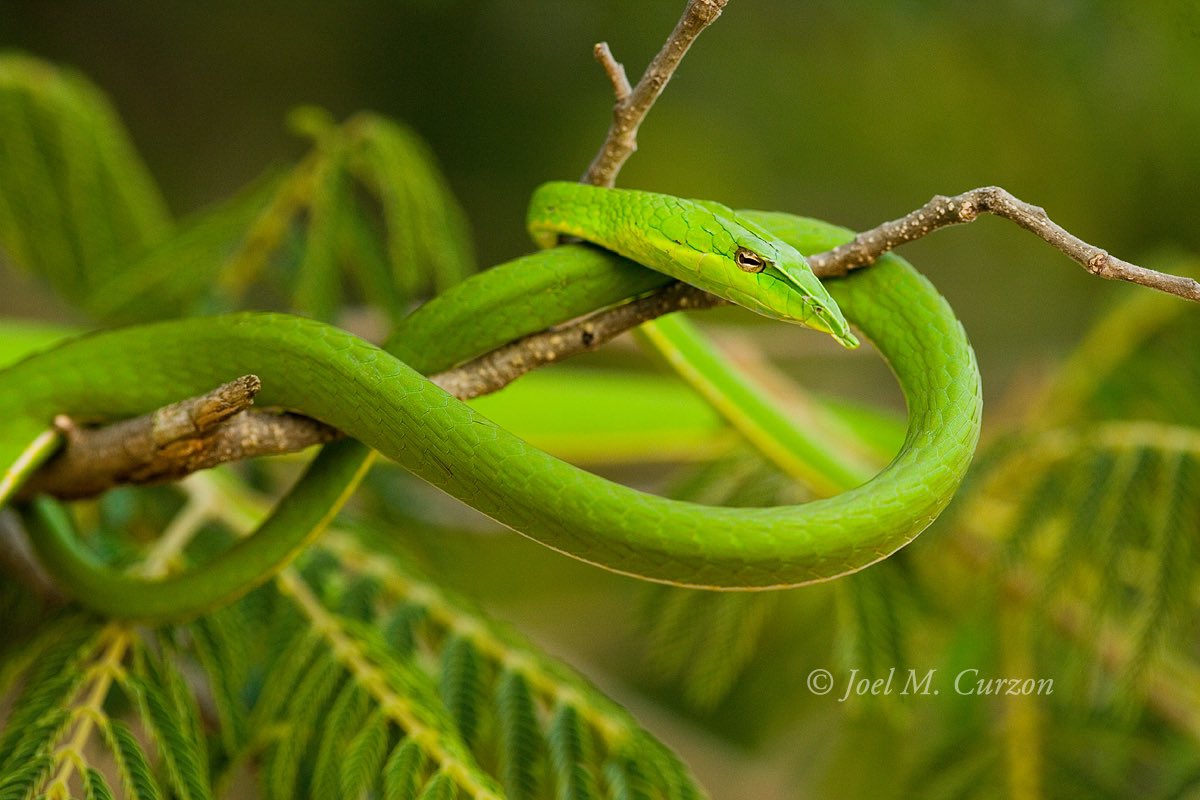 Indian vine snake (Ahaetulla oxyrhyncha). Andhra Pradesh, India. #SerpentsOfTheRainbow #WorldSnakeDay