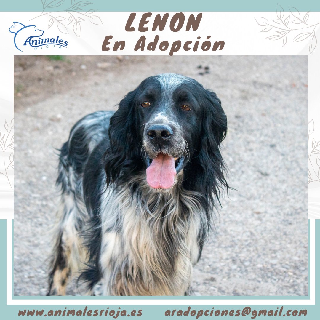 animales_rioja's tweet photo. LENON BUSCA #ADOPCION
#SetterIngles
Mediano
5/5/18
Macho
Más info
https://t.co/w0zUpjk0Nq
ADOPTA: https://t.co/4YINRUk2Jj
APADRINA: https://t.co/OJLiyM2sYz
DONATIVOS
#Bizum: 665618628
ES73 3017 0559 7224 0713 7427
#logroño #larioja #nocompresadopta #adoptaunperro https://t.co/sgmyZgqOs0