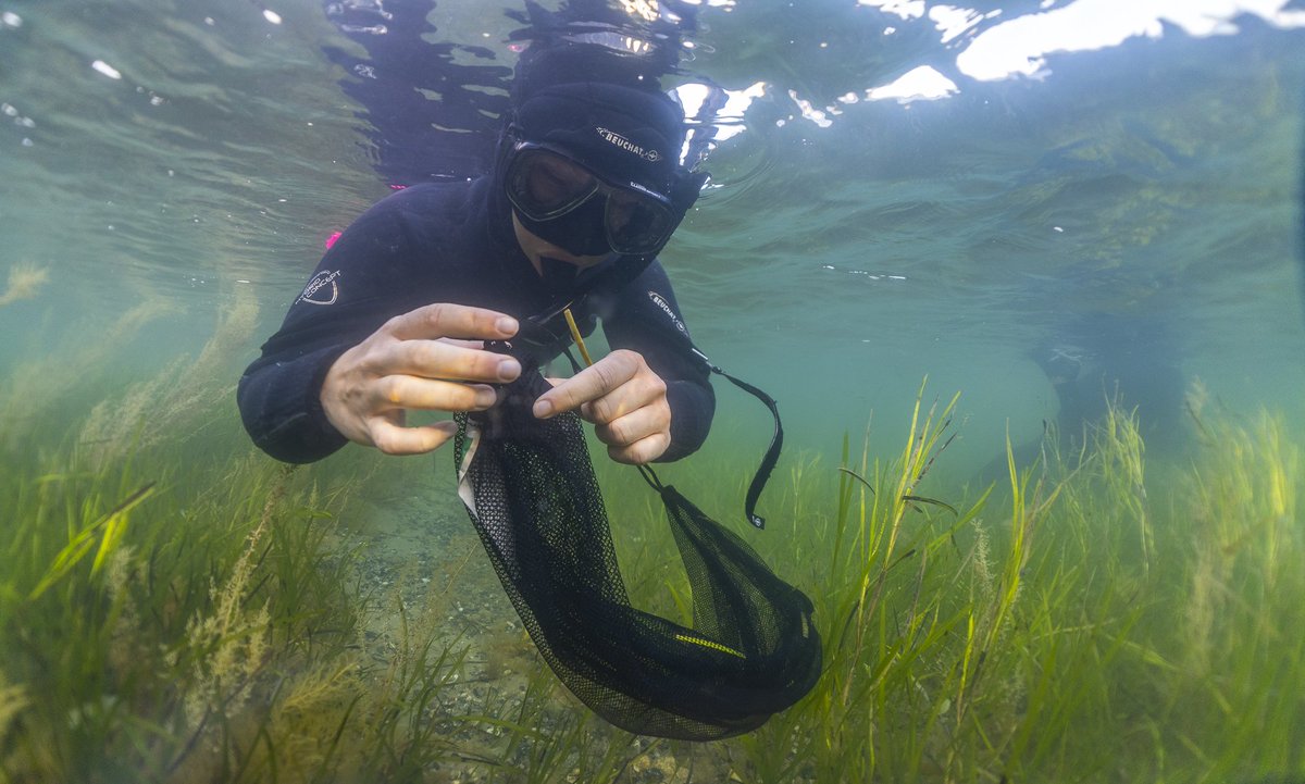 Great time helping on the #SolentSeagrassRestoration project in Seaview, IoW. Collecting seeds for replanting in depleted areas. Thanks @tvmarinelife for the shots. -- @HIWWTMarine @UoPMarineBiol @EllieParker26 @Psammonaut @BoskalisWessie @FFoundation09 @Vpplc