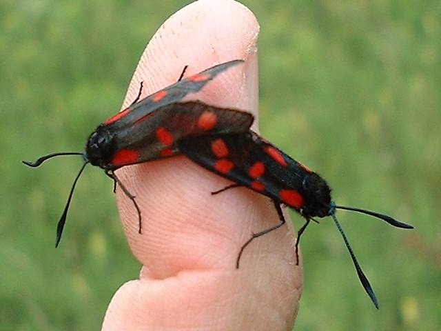 RayofSoleil's tweet photo. Burnet moths copulating, that's whats happening
#insect #insectporn #naturelovers #NaturePhotography https://t.co/lHY5iUB4kx