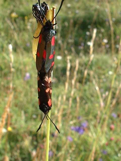RayofSoleil's tweet photo. Burnet moths copulating, that's whats happening
#insect #insectporn #naturelovers #NaturePhotography https://t.co/lHY5iUB4kx